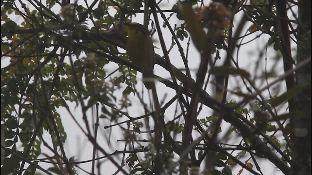 Black-crested Warbler - ML389025291