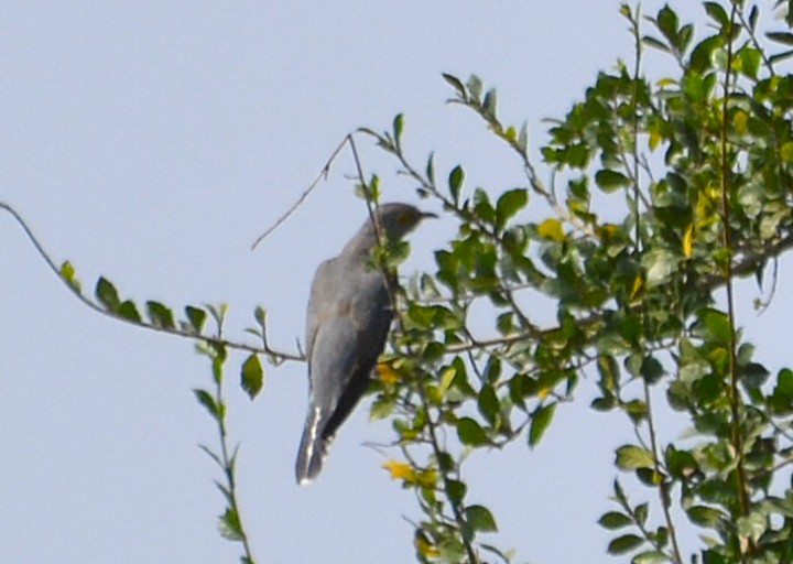 Common Cuckoo - Harshavardhan Jamakhandi