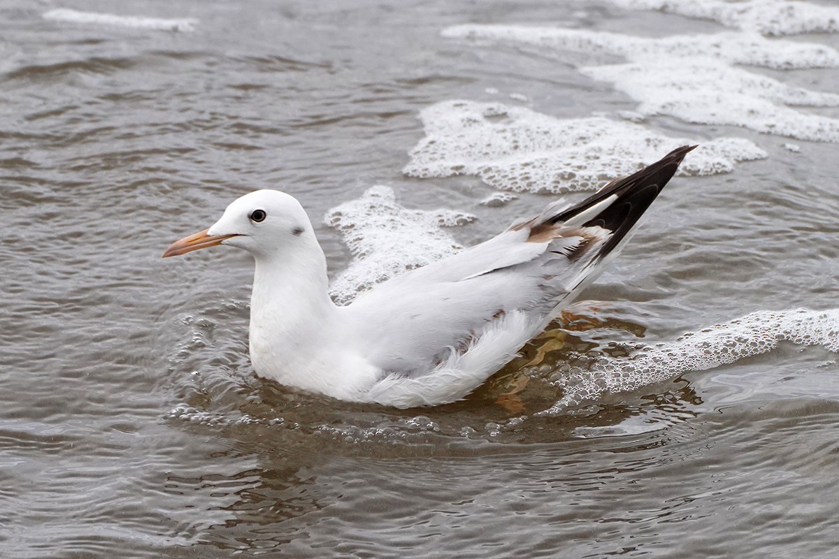 Slender-billed Gull - Josep Manchado | BirdingMajorca.com