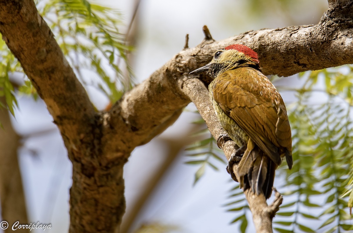 Golden-olive Woodpecker - ML389035951