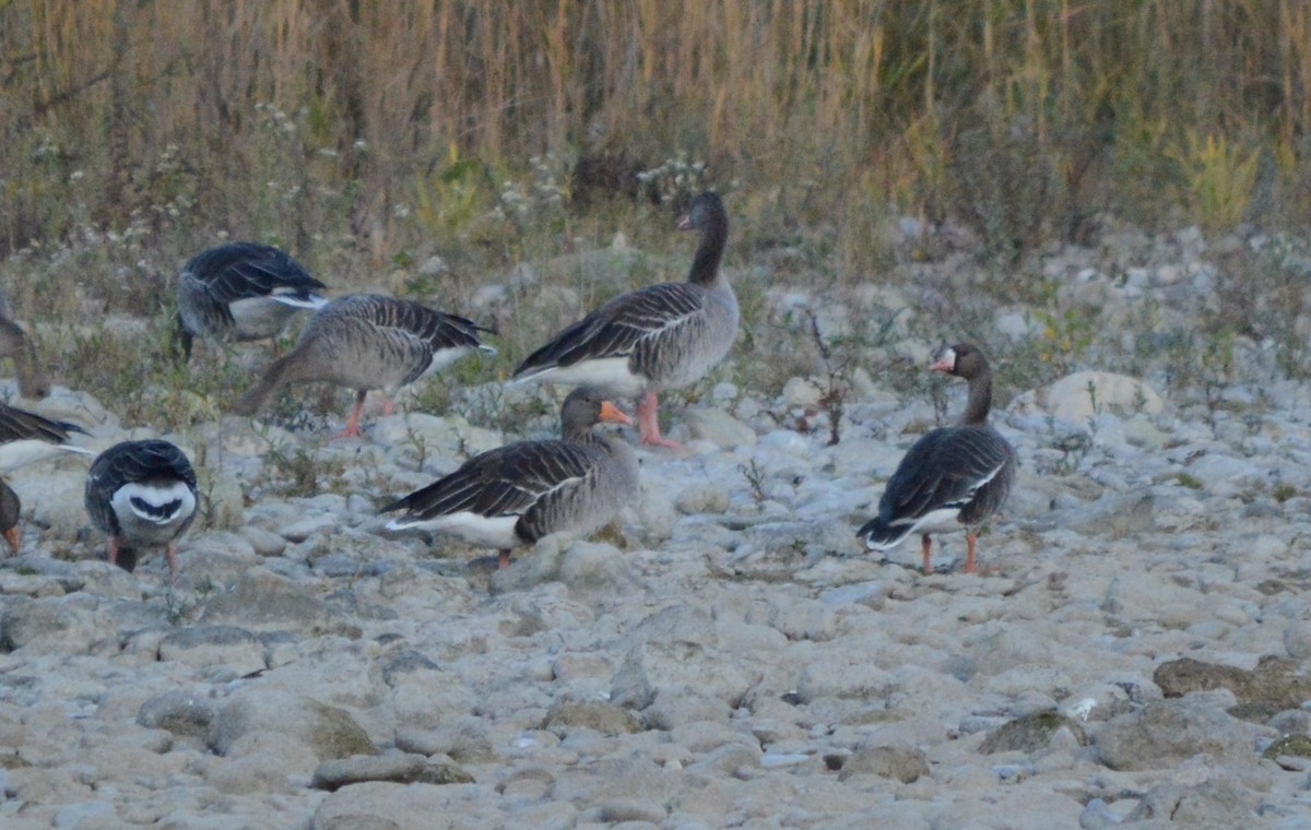 Greater White-fronted Goose - Serge Wolf