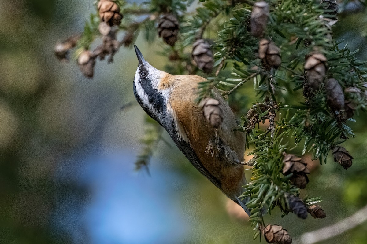 Red-breasted Nuthatch - ML389038121
