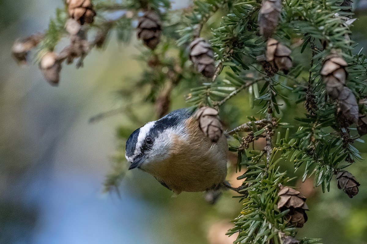 Red-breasted Nuthatch - ML389038131