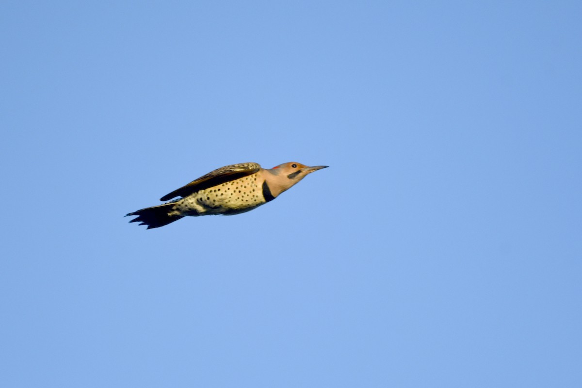 Northern Flicker (Yellow-shafted) - ML389070911