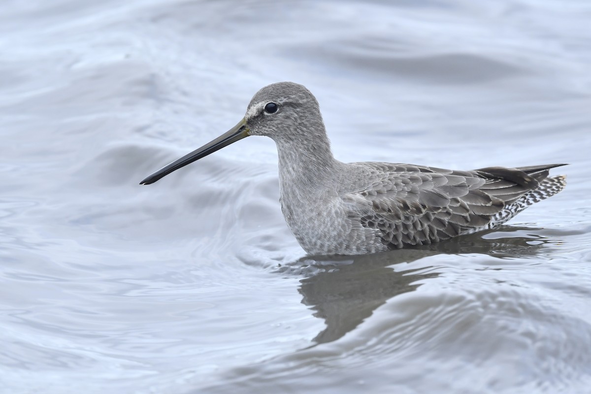 Long-billed Dowitcher - ML389072301