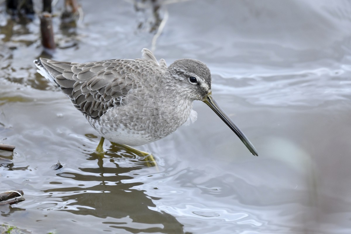 Long-billed Dowitcher - ML389072351