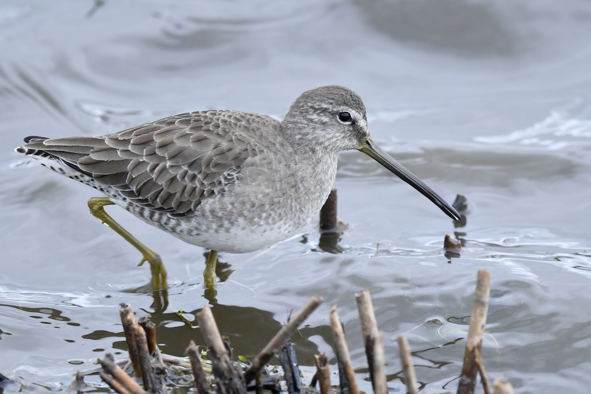 Long-billed Dowitcher - ML389072381