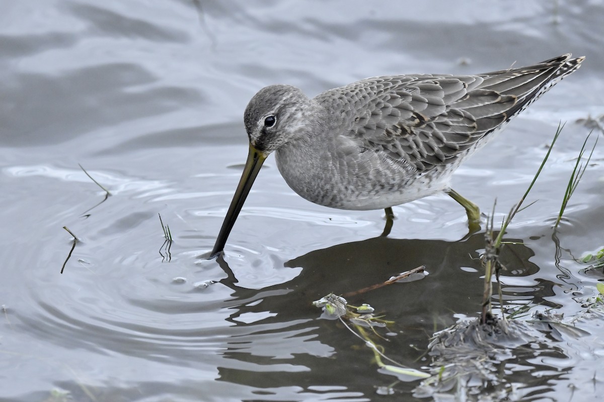 Long-billed Dowitcher - ML389072391