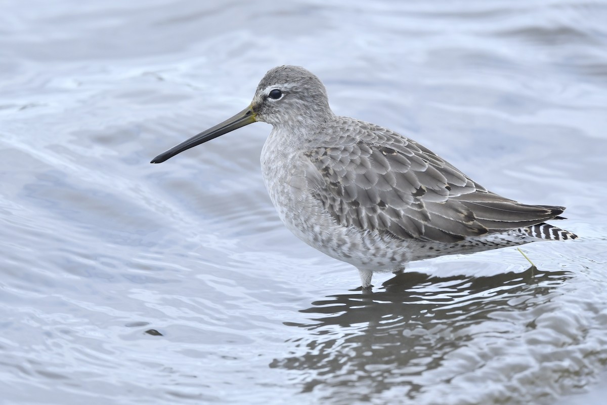 Long-billed Dowitcher - ML389072411