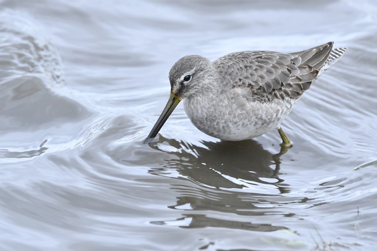 Long-billed Dowitcher - ML389072441