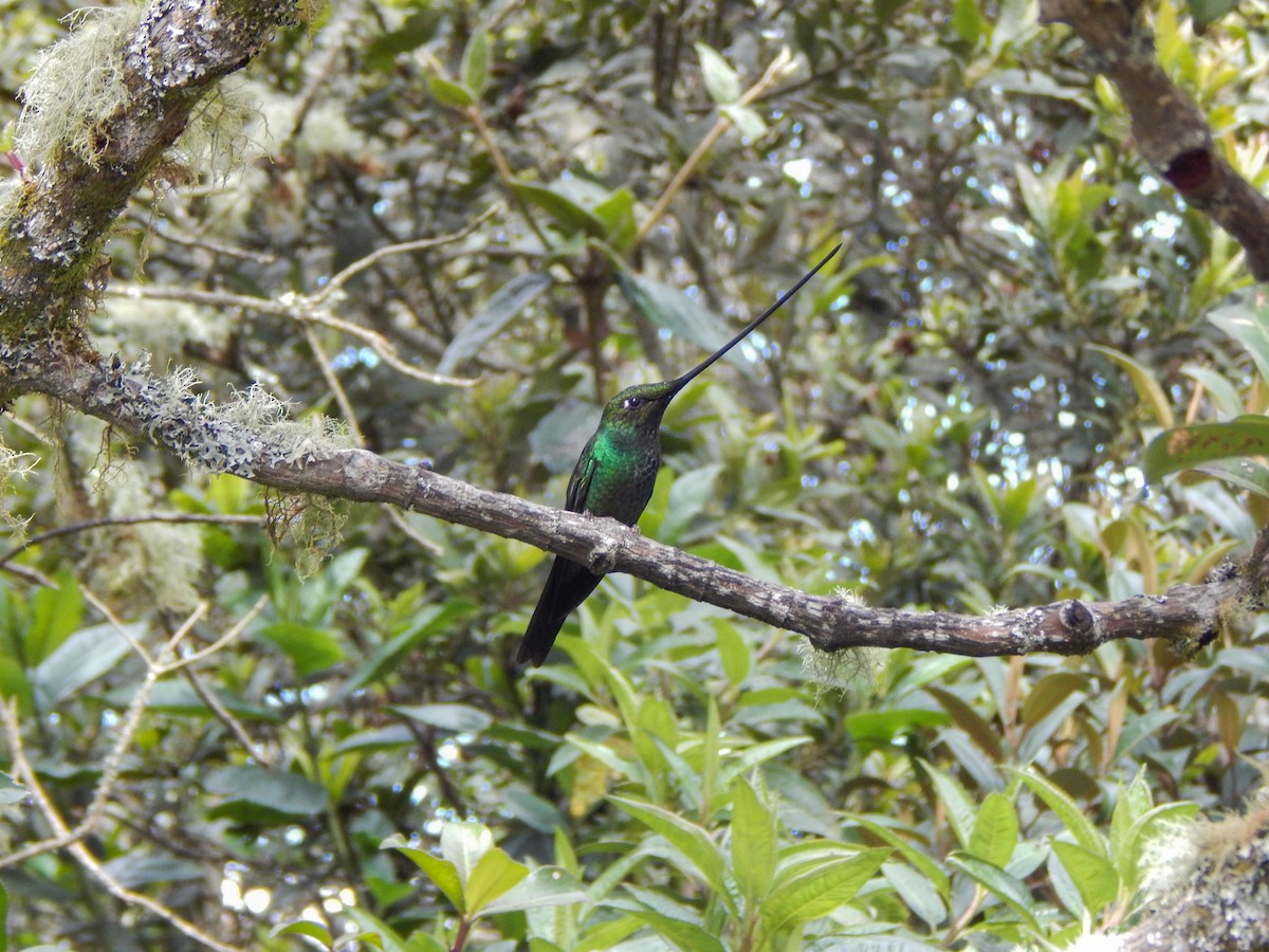 Sword-billed Hummingbird - ML389077101