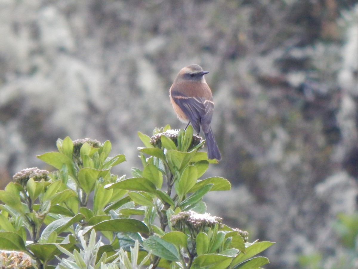Rufous-breasted Chat-Tyrant - ML389077451
