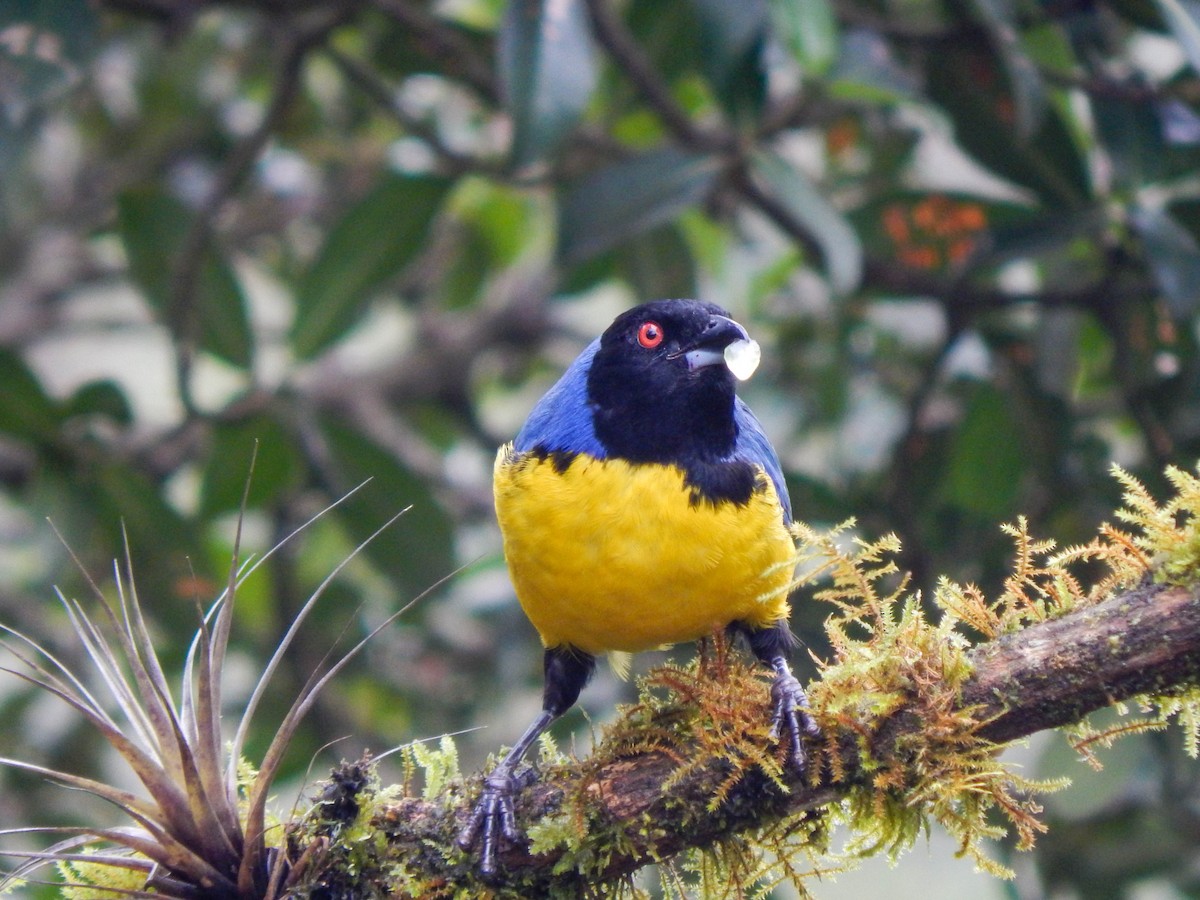 Hooded Mountain Tanager - ML389078021