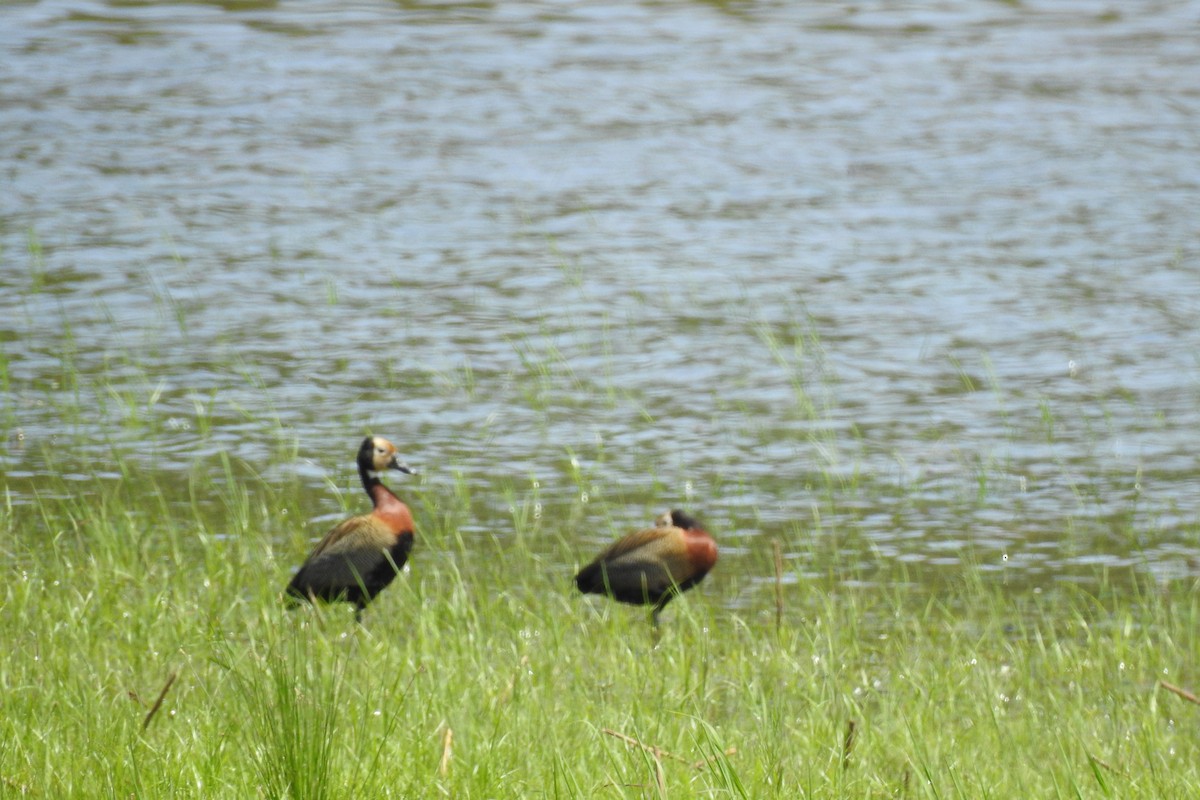 White-faced Whistling-Duck - Luciana Chiyo