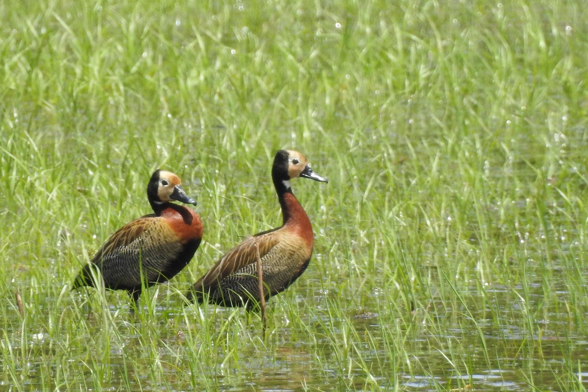 White-faced Whistling-Duck - Luciana Chiyo