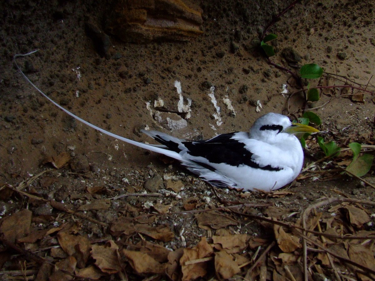 White-tailed Tropicbird - Shane Sumasgutner
