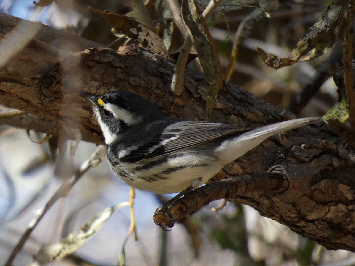 Black-throated Gray Warbler - ML389095901