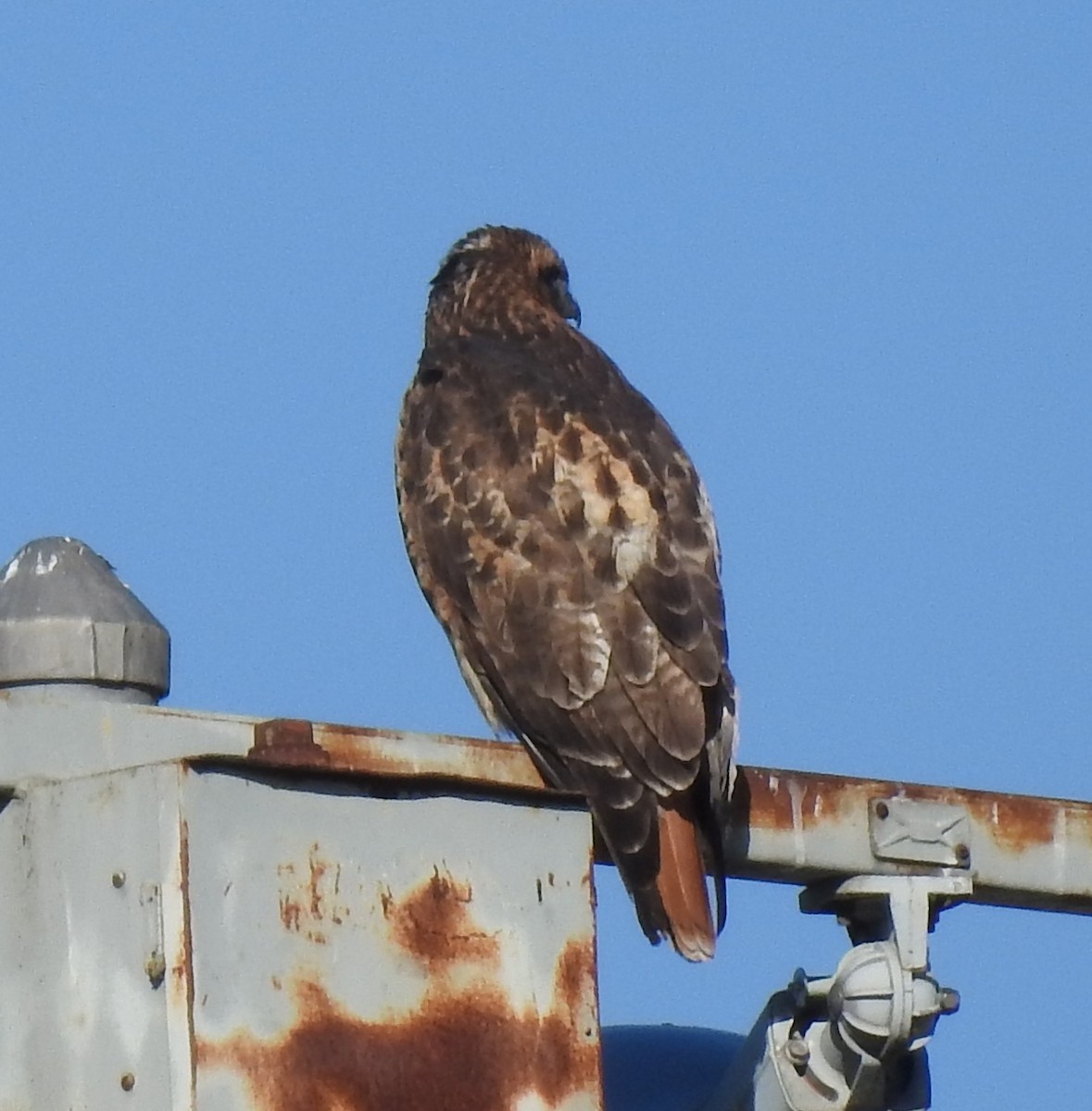 Red-tailed Hawk - ML389098441