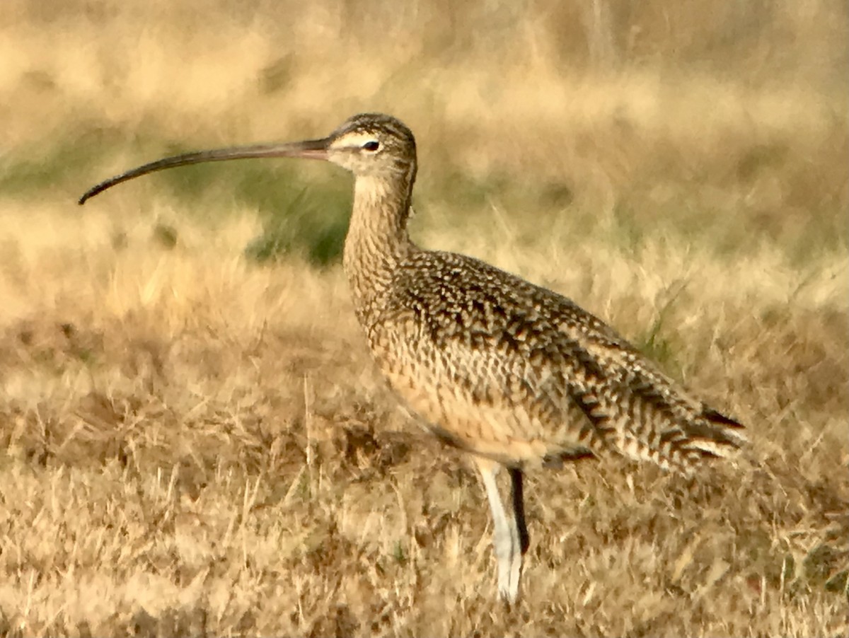 Long-billed Curlew - ML389098721