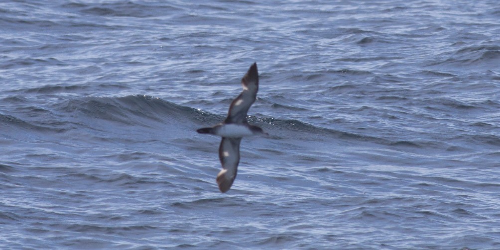 Pink-footed Shearwater - Michael Todd