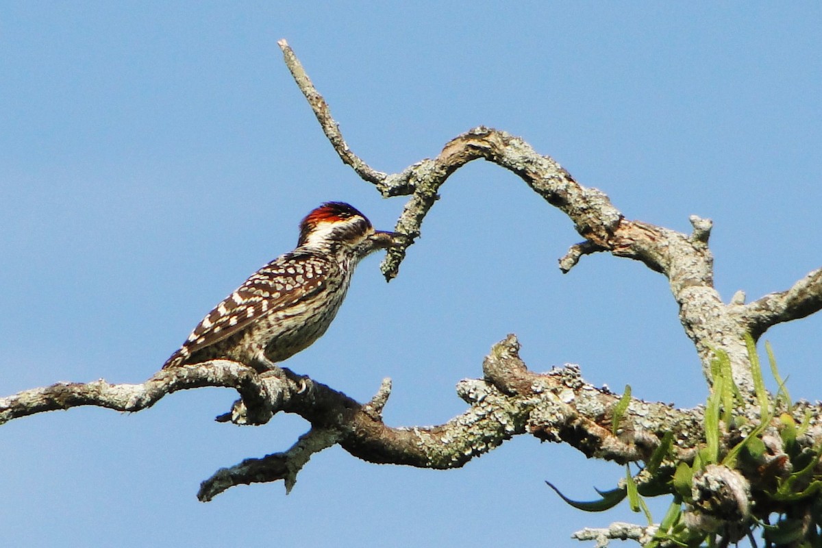 Checkered Woodpecker - Carlos Otávio Gussoni