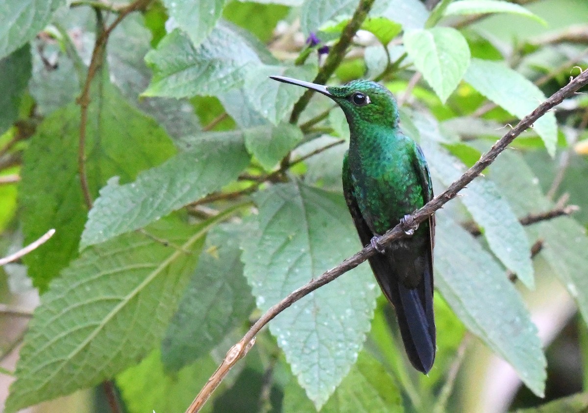 Green-crowned Brilliant - ML389108581