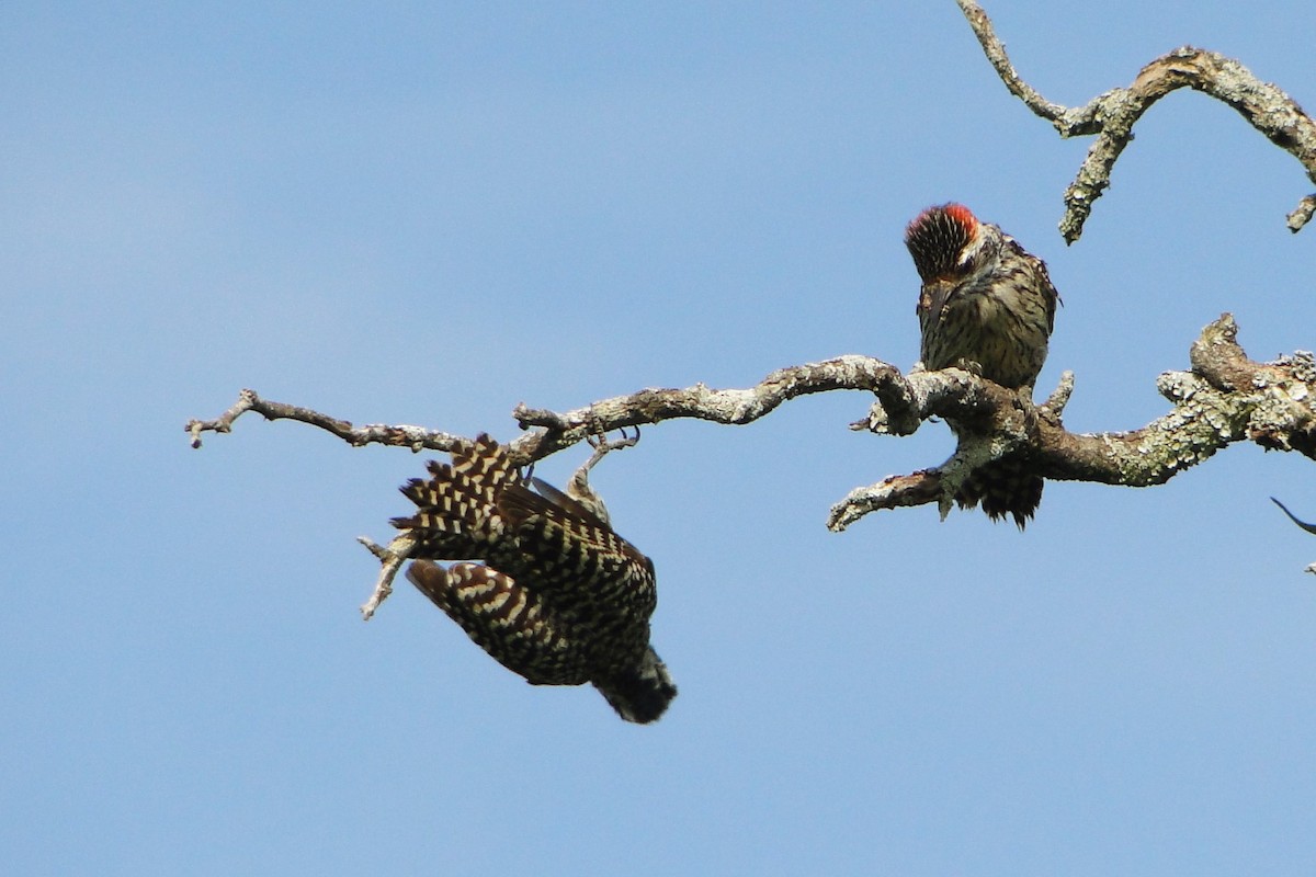 Checkered Woodpecker - ML38910911