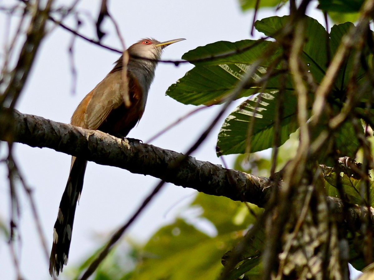 Puerto Rican Lizard-Cuckoo - ML38910941