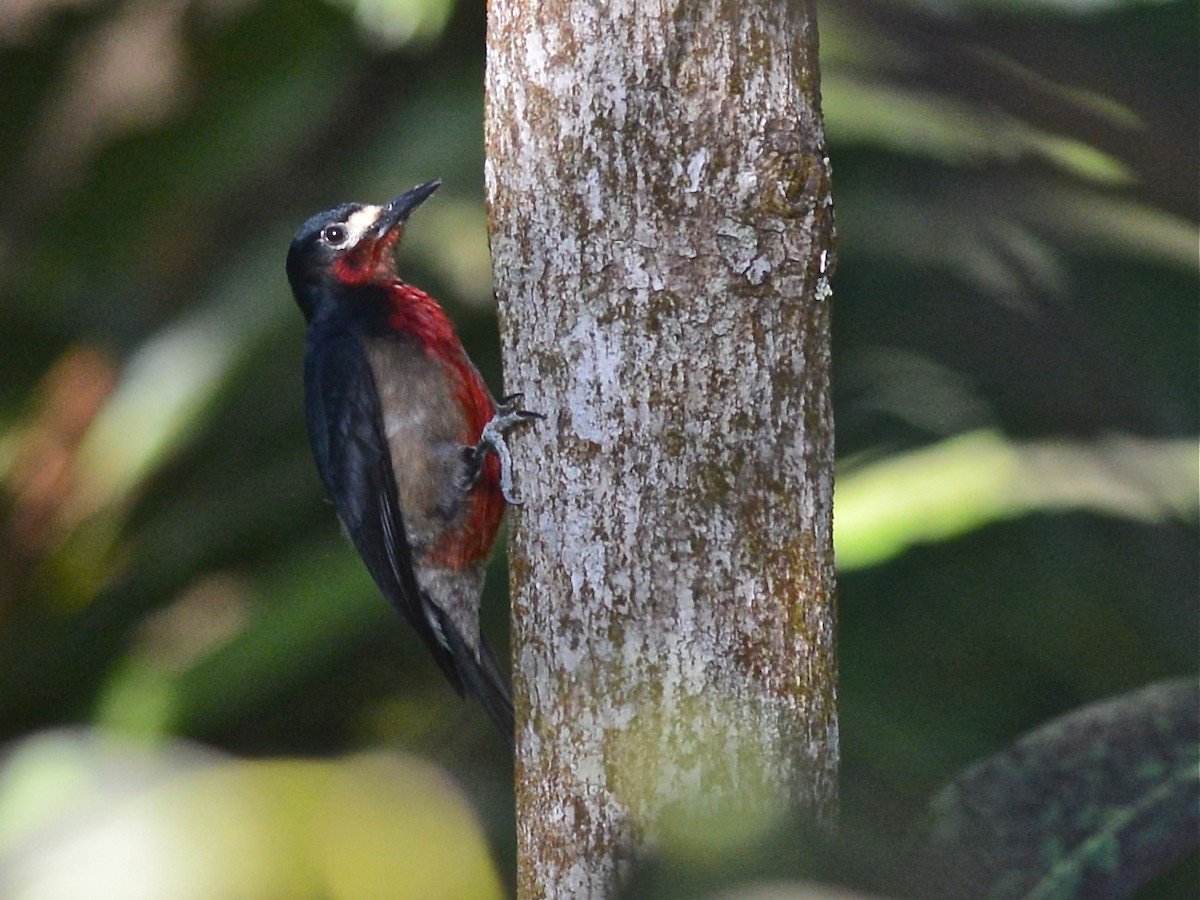 Puerto Rican Woodpecker - ML38911061