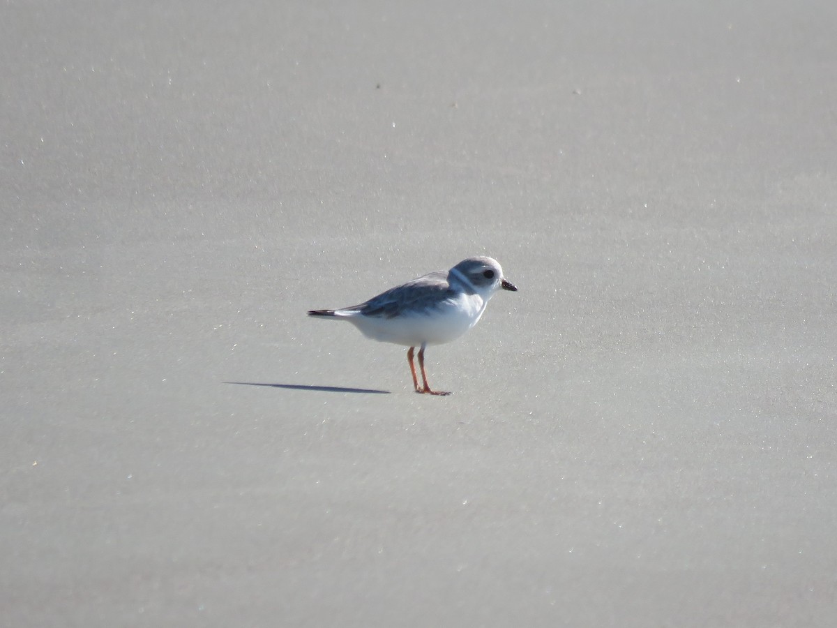 Piping Plover - ML389110861