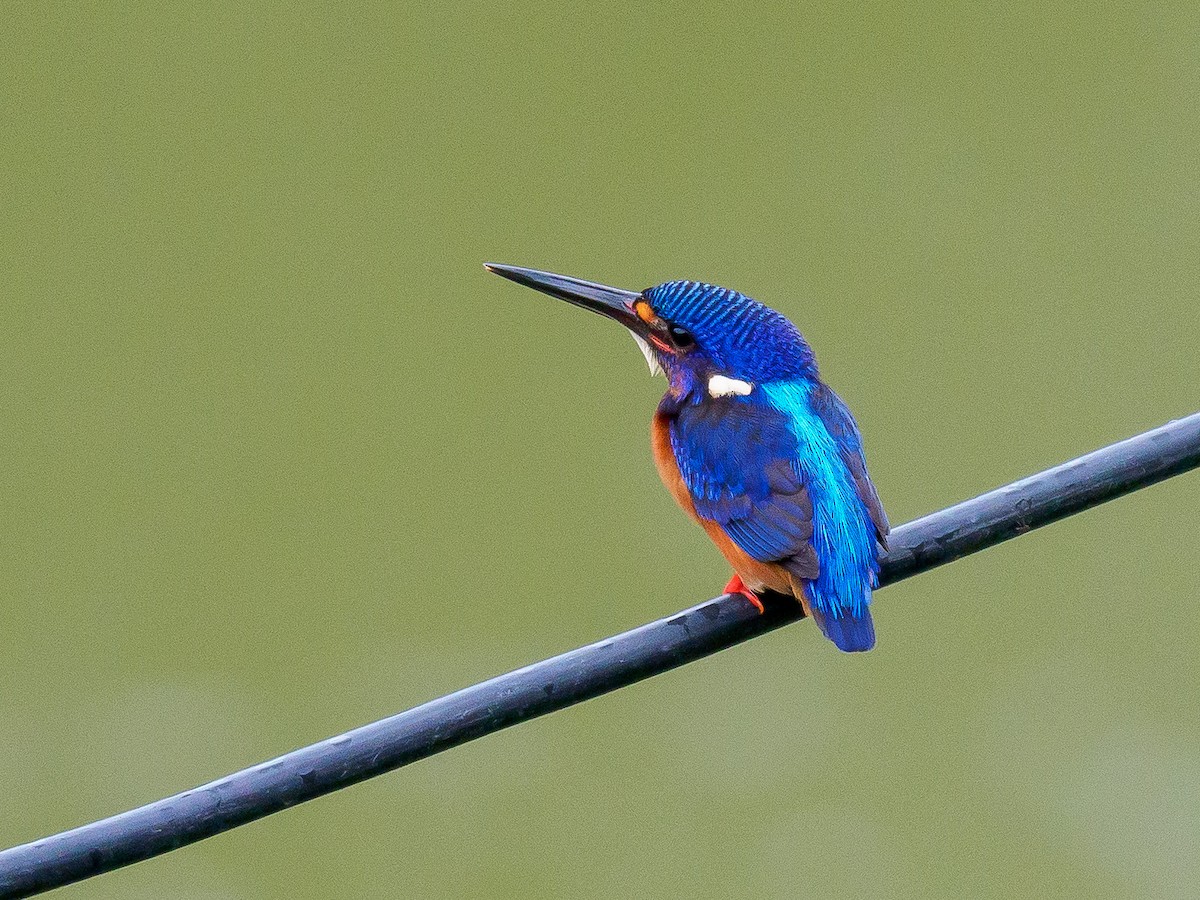 Blue-eared Kingfisher - ML389112961