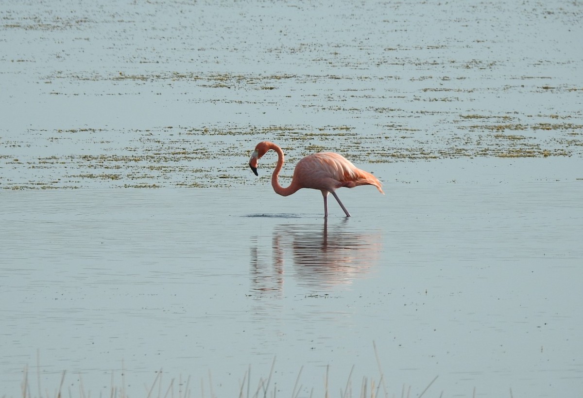American Flamingo - ML389113171