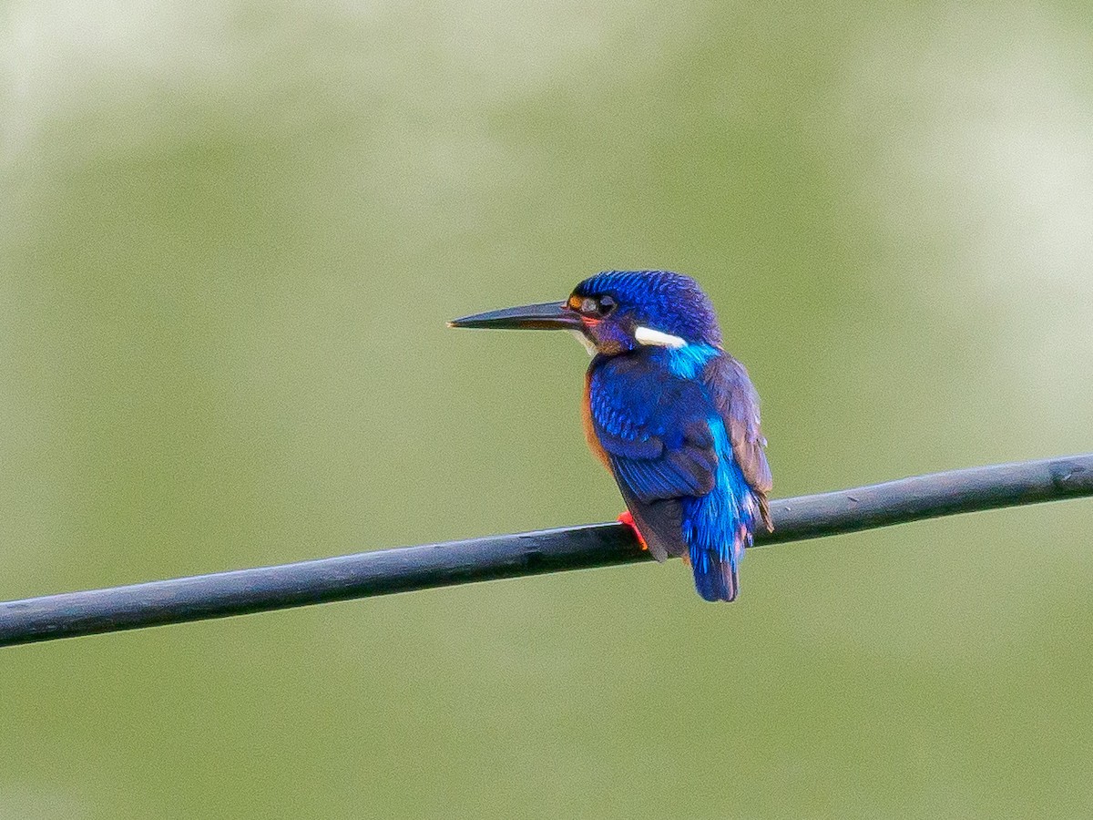 Blue-eared Kingfisher - ML389113781