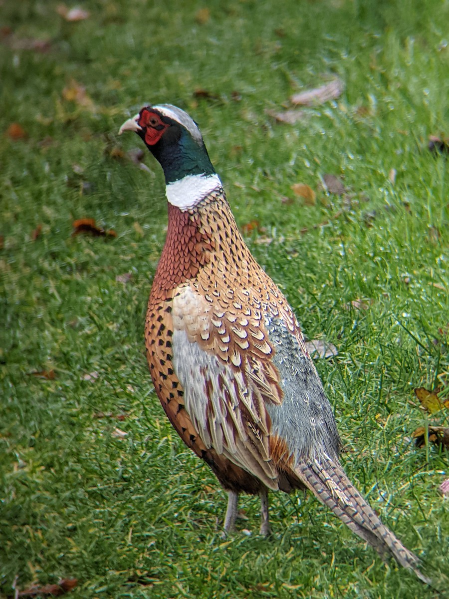 Ring-necked Pheasant - ML389114311
