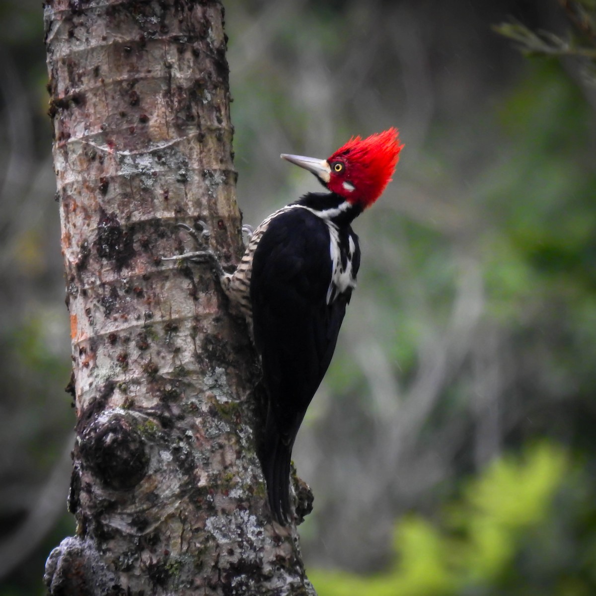 Crimson-crested Woodpecker - ML389114761