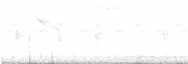 Тиран-малюк білобровий - ML389114911