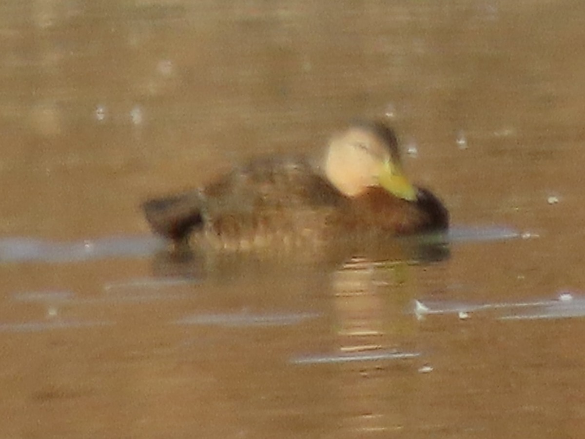 Mexican Duck - ML389115421