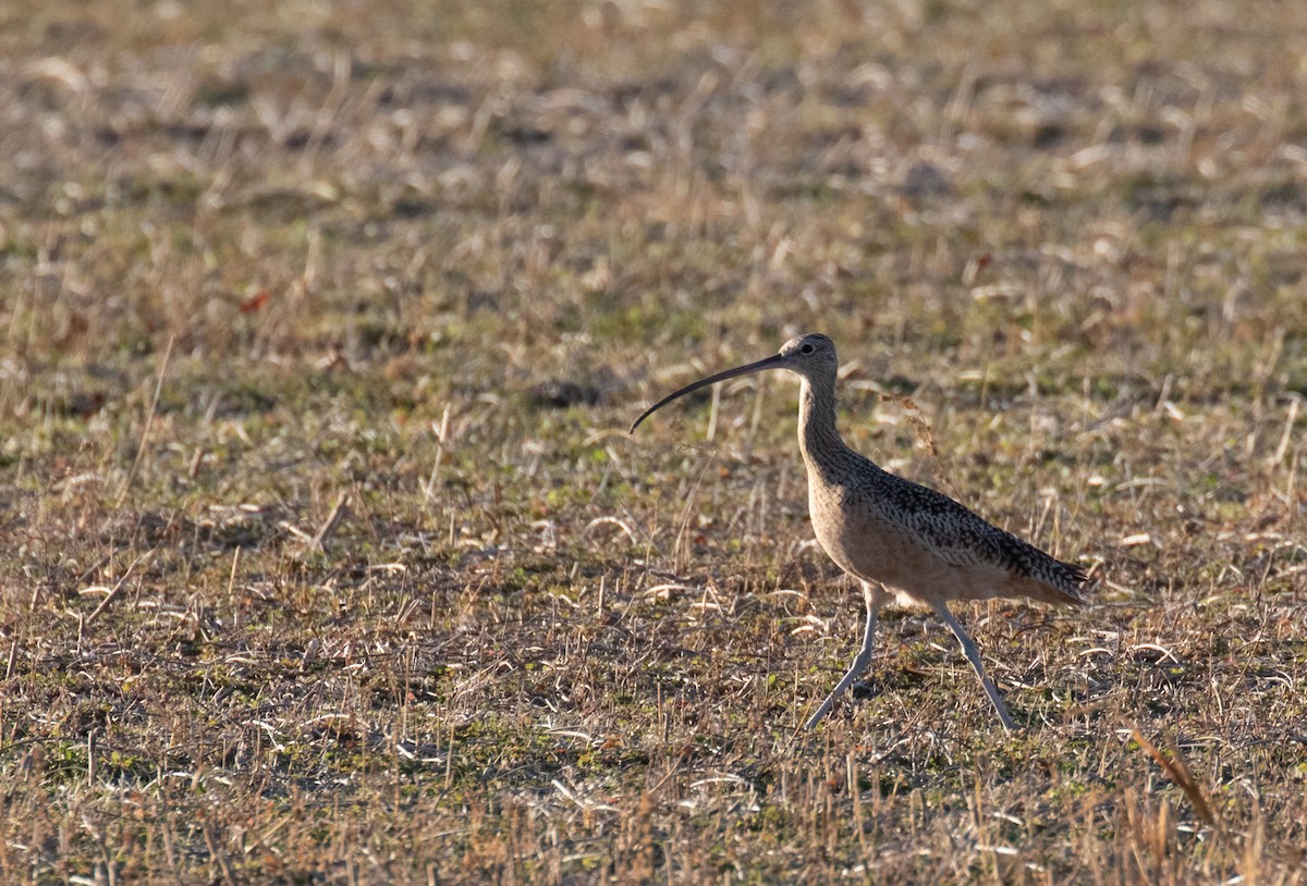 Long-billed Curlew - ML389117391