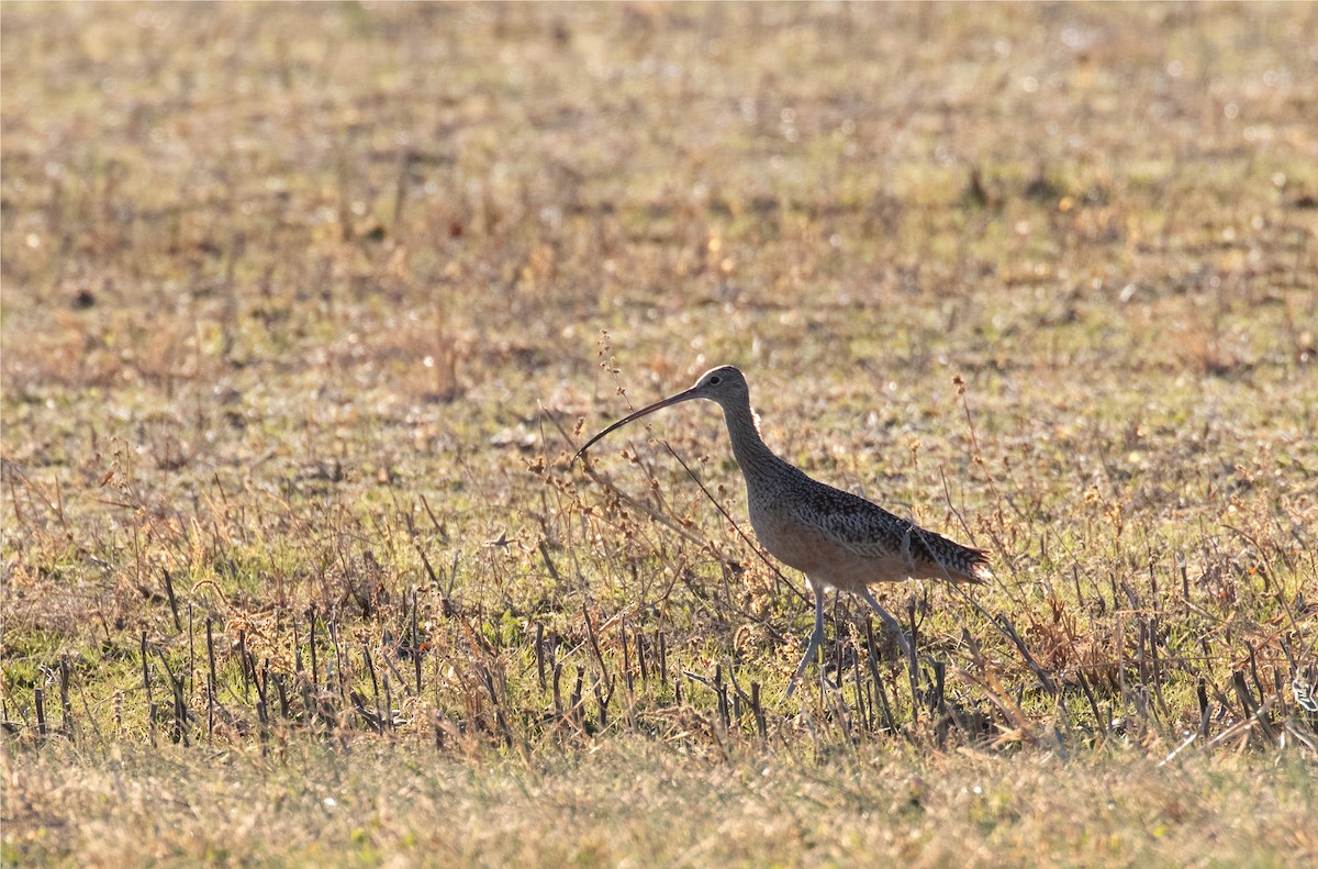 Long-billed Curlew - ML389117431