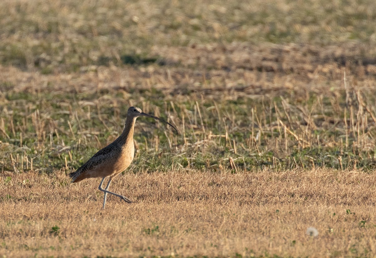 Long-billed Curlew - ML389119601