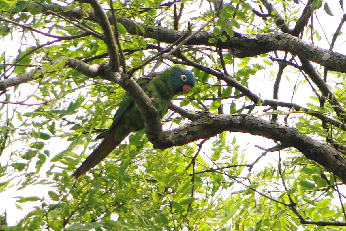 Blue-crowned Parakeet - ML38912011