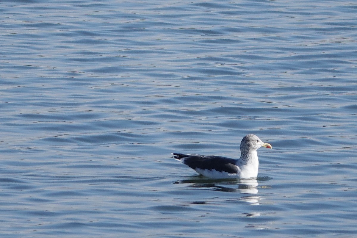 Lesser Black-backed Gull - willem van vliet-