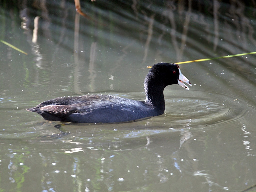American Coot (Red-shielded) - Dick Dionne