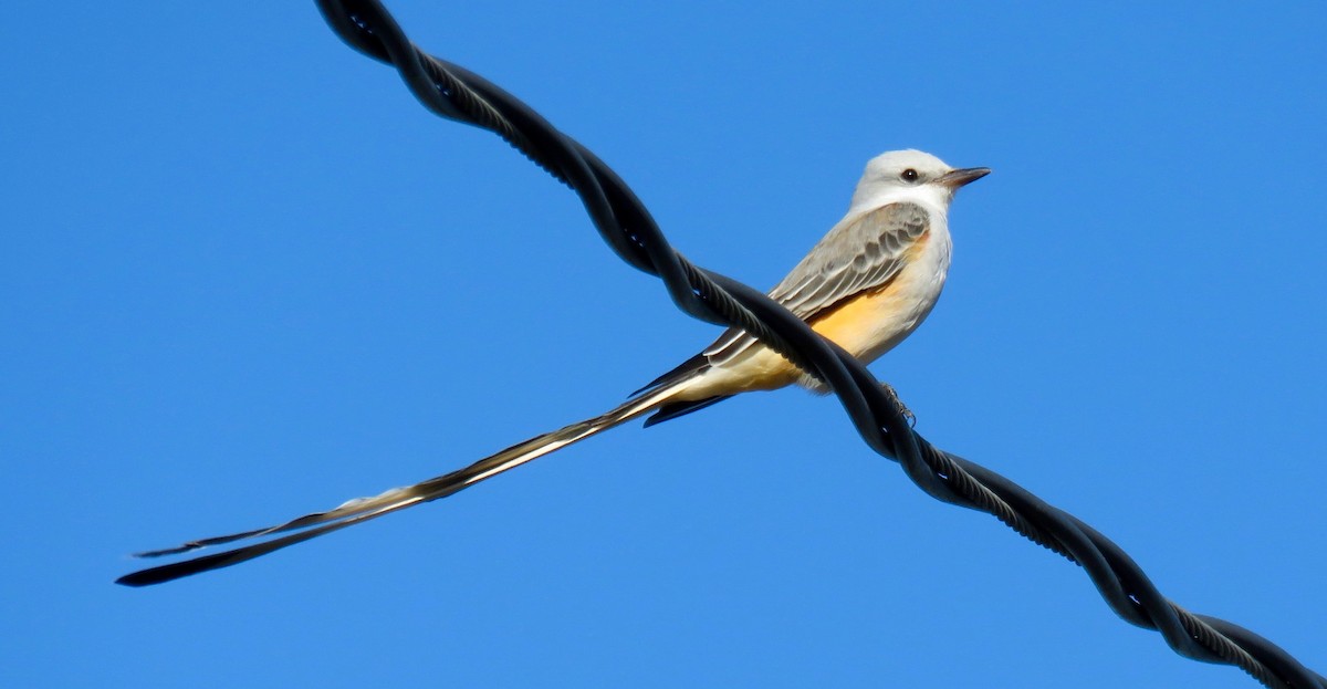 Scissor-tailed Flycatcher - Charlene Pringle