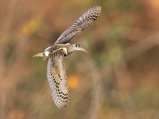 - Greater Painted-Snipe
