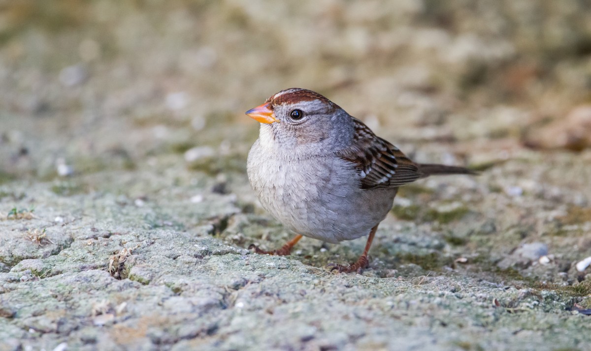 White-crowned Sparrow - ML389127931