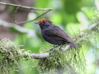  - Chestnut-crowned Gnateater