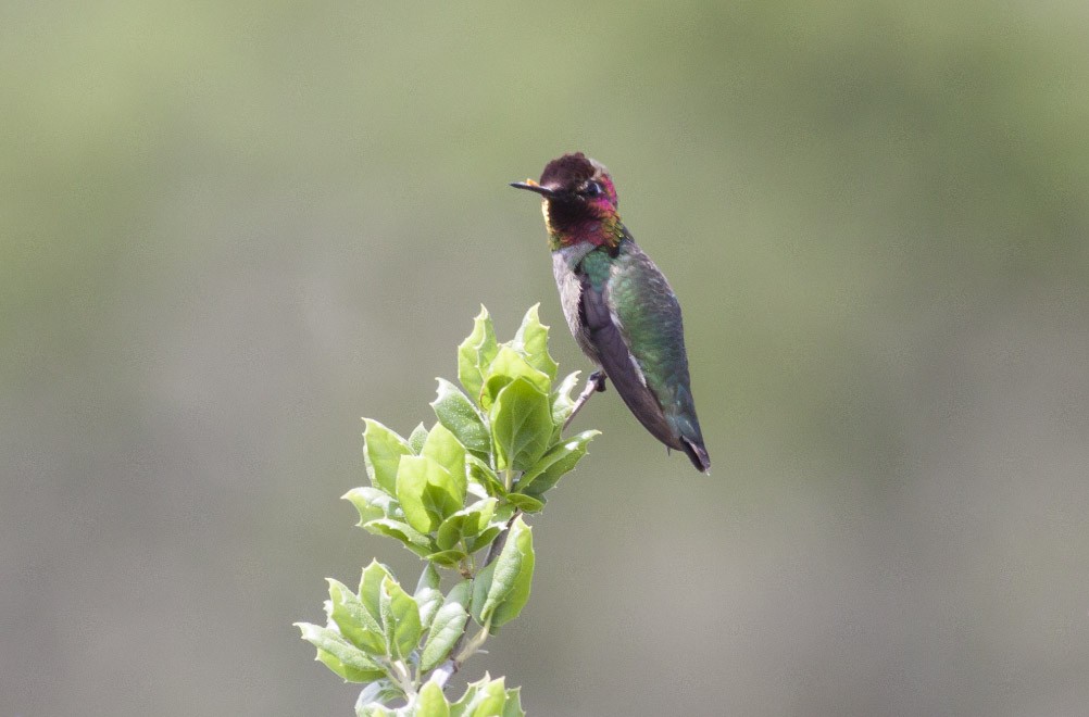 Anna's Hummingbird - Michael Todd