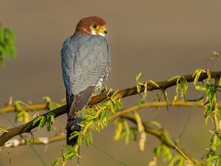  - Red-necked Falcon