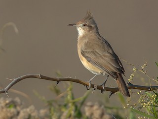  - Crested Hornero